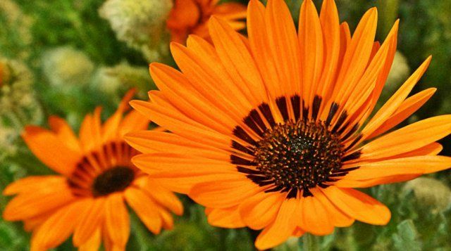 Оранжевые цветы похожие на ромашки название и фото